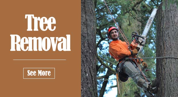 Tree Removal Oregon