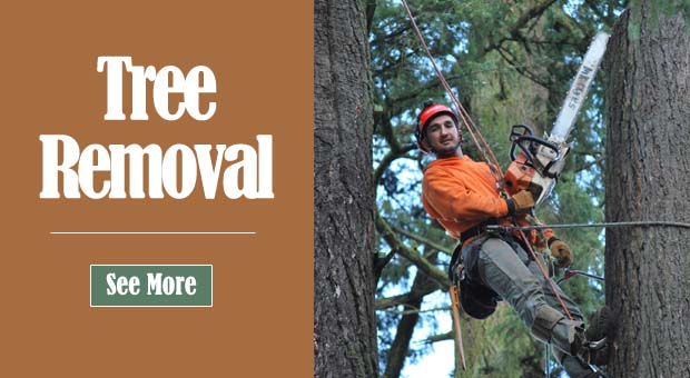Tree Removal Oregon